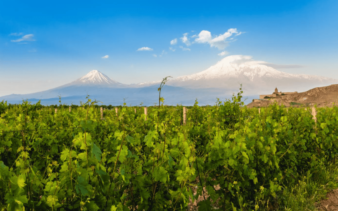 Arméniens, viticulteurs séculaires