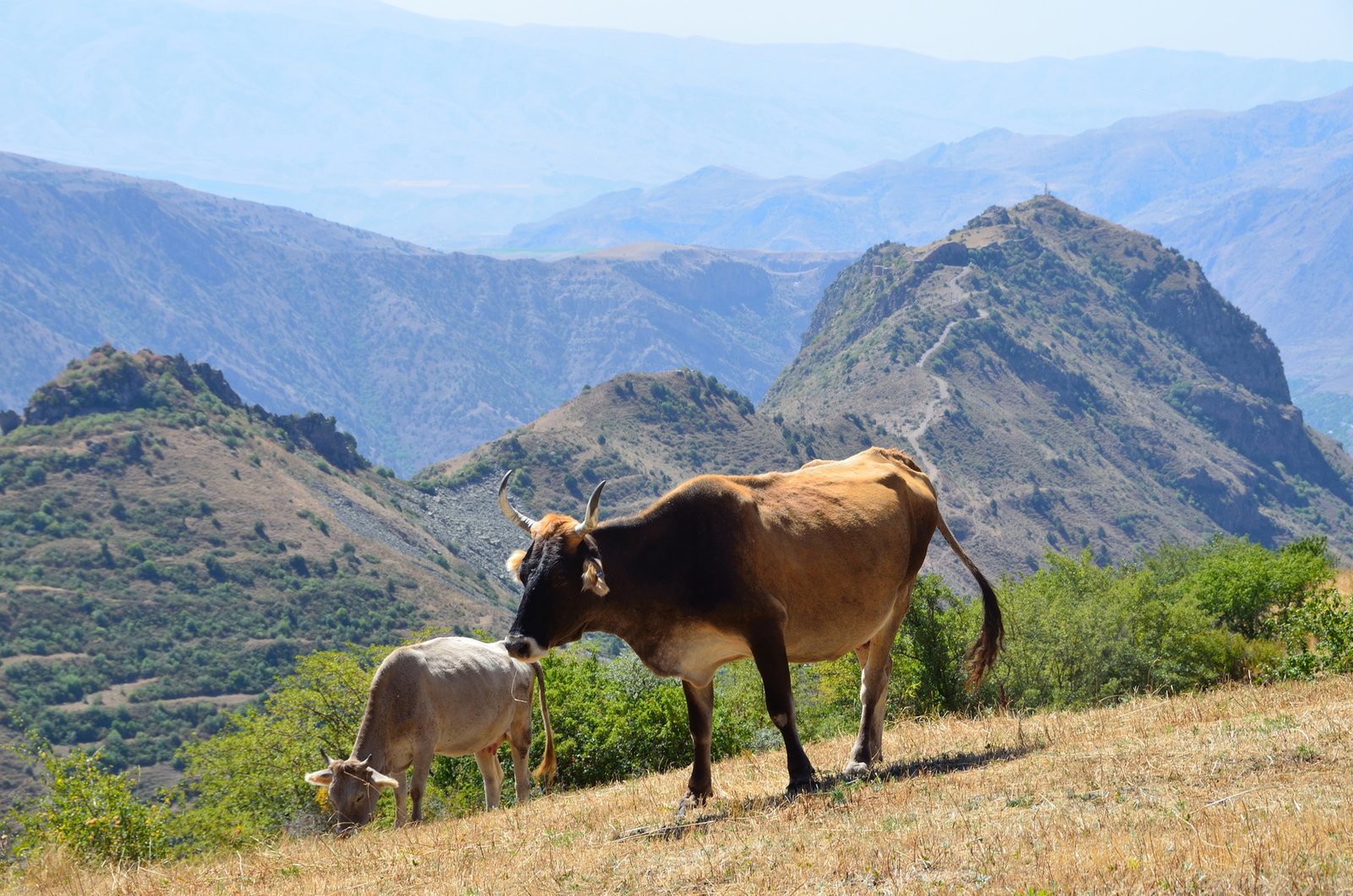 Vaches dans les montagnes en Arménie